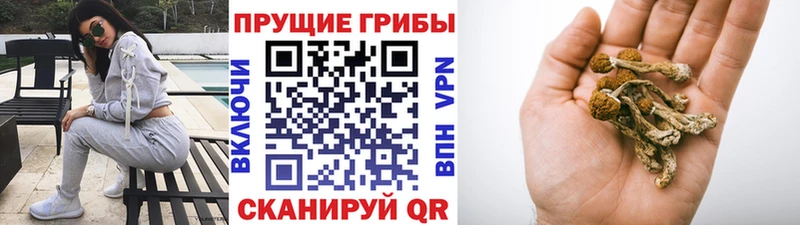 Купить где  Апрелевка  Галлюциногенные грибы прущие грибы 